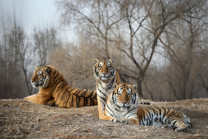 安徽一動物園20隻東北虎死亡 官方稱全面調查