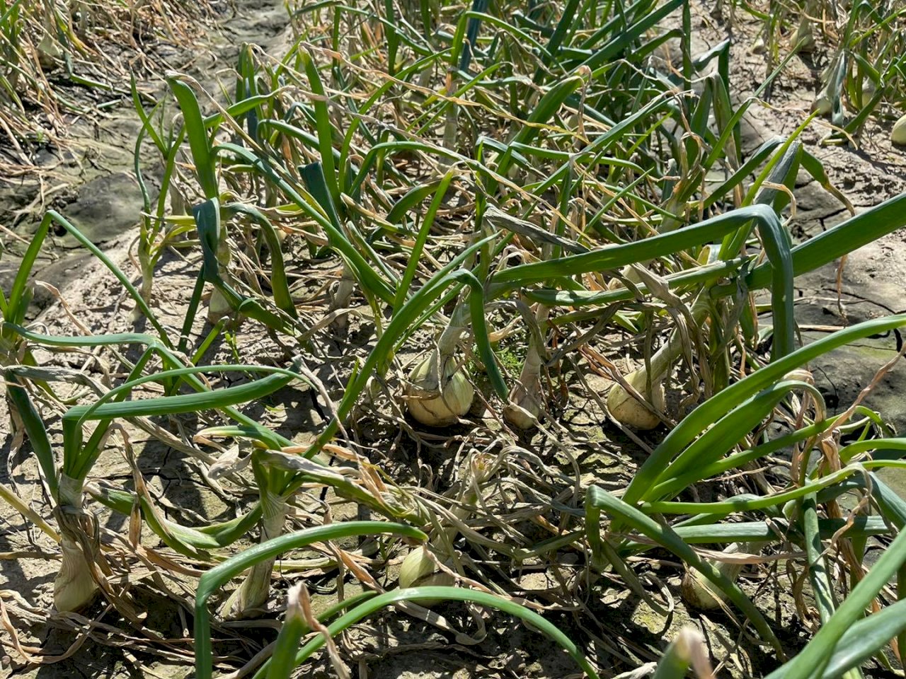 氣候異常恆春洋蔥恐剩3成 農委會擬現金補助
