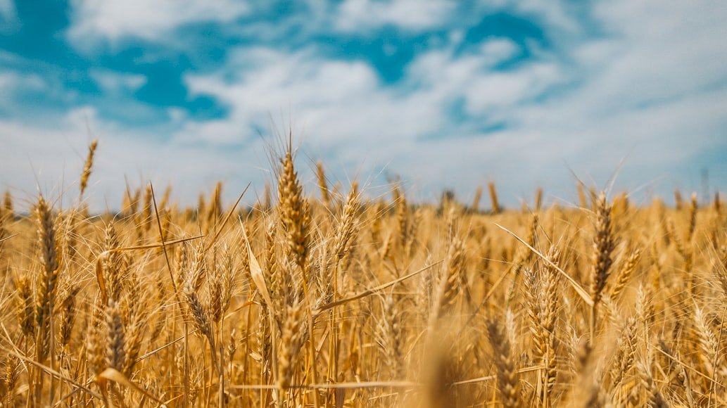 分析：烏克蘭3-6月可能僅出口20萬噸小麥