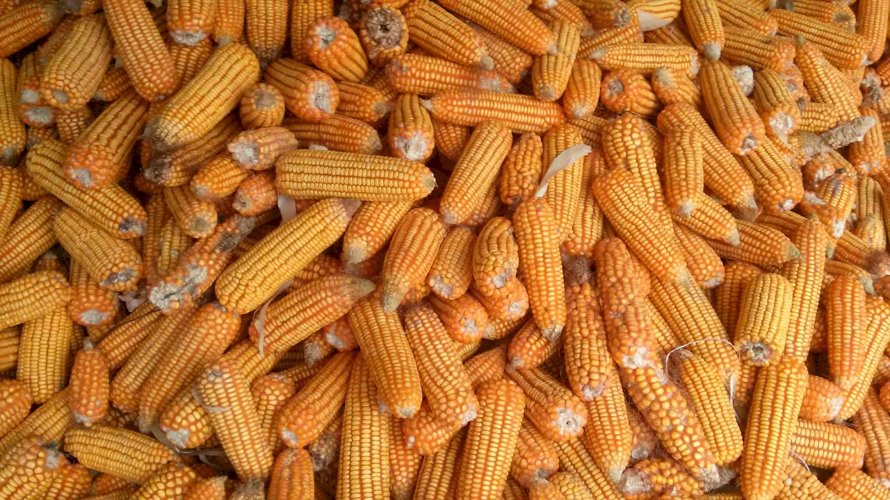 政院第3波穩定物價 玉米小麥等稅負減免至6月底