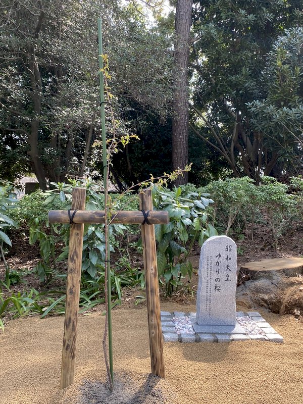 台灣櫻種於東京靖國神社  象徵深化台日友好羈絆