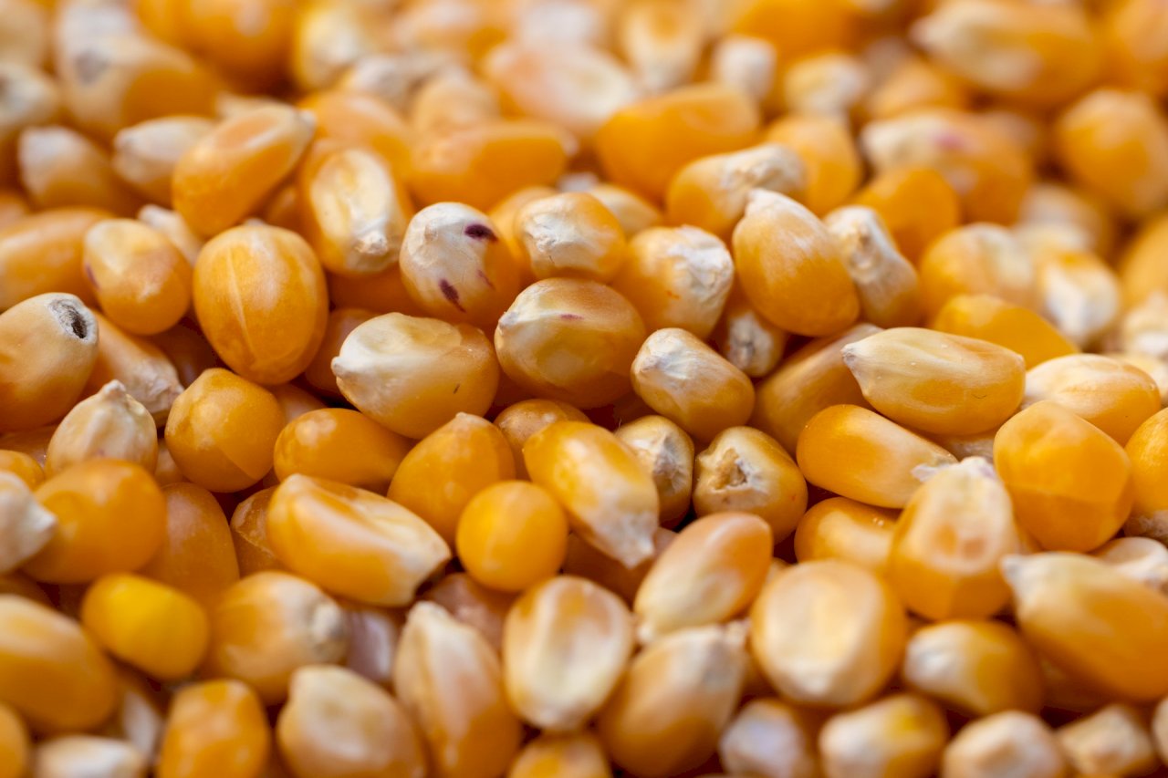 國際情勢有利種飼料玉米  每公頃獎6萬資格放寬