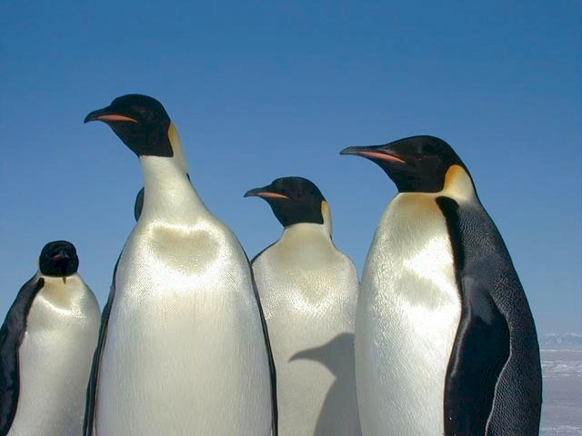 氣候變遷加劇 皇帝企鵝面臨滅絕風險