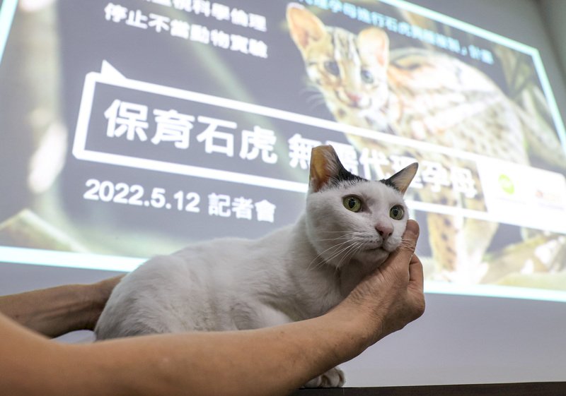 台灣動物社會研究會12日上午舉行記者會,會中呼籲台大實驗動物照護及使用委員會(IACUC)應撤銷要將「石虎」與「家貓」進行「異種複製」繁殖的研究計畫,避免不當動物實驗。圖為示意用家貓。中央社記者鄭清元攝 111年5月12日 (圖:中央社)