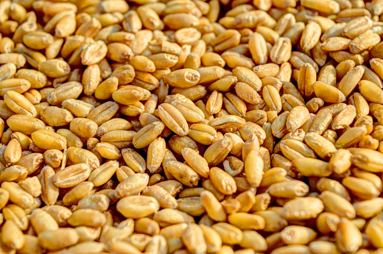 熱浪侵襲小麥產量下降 印度禁止小麥出口