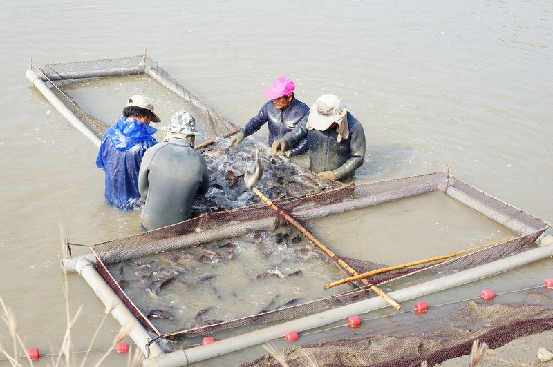 漁業署：輸中國石斑魚養殖場複驗 無用藥不合格