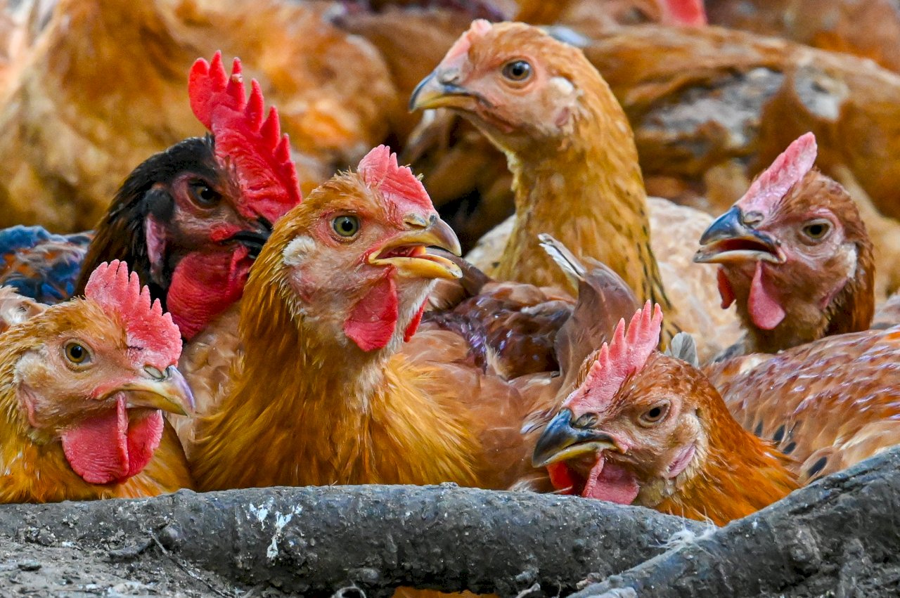 大馬宣布：解除某些雞肉的出口禁令