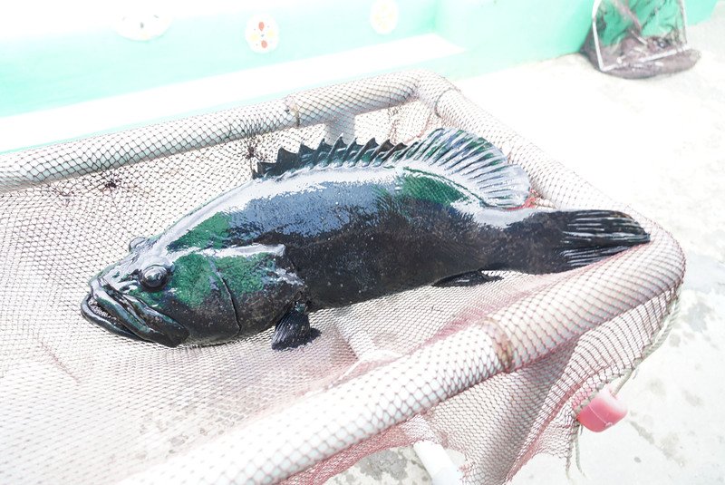 日媒：台灣石斑魚銷中國受阻 日本養殖業者願相助