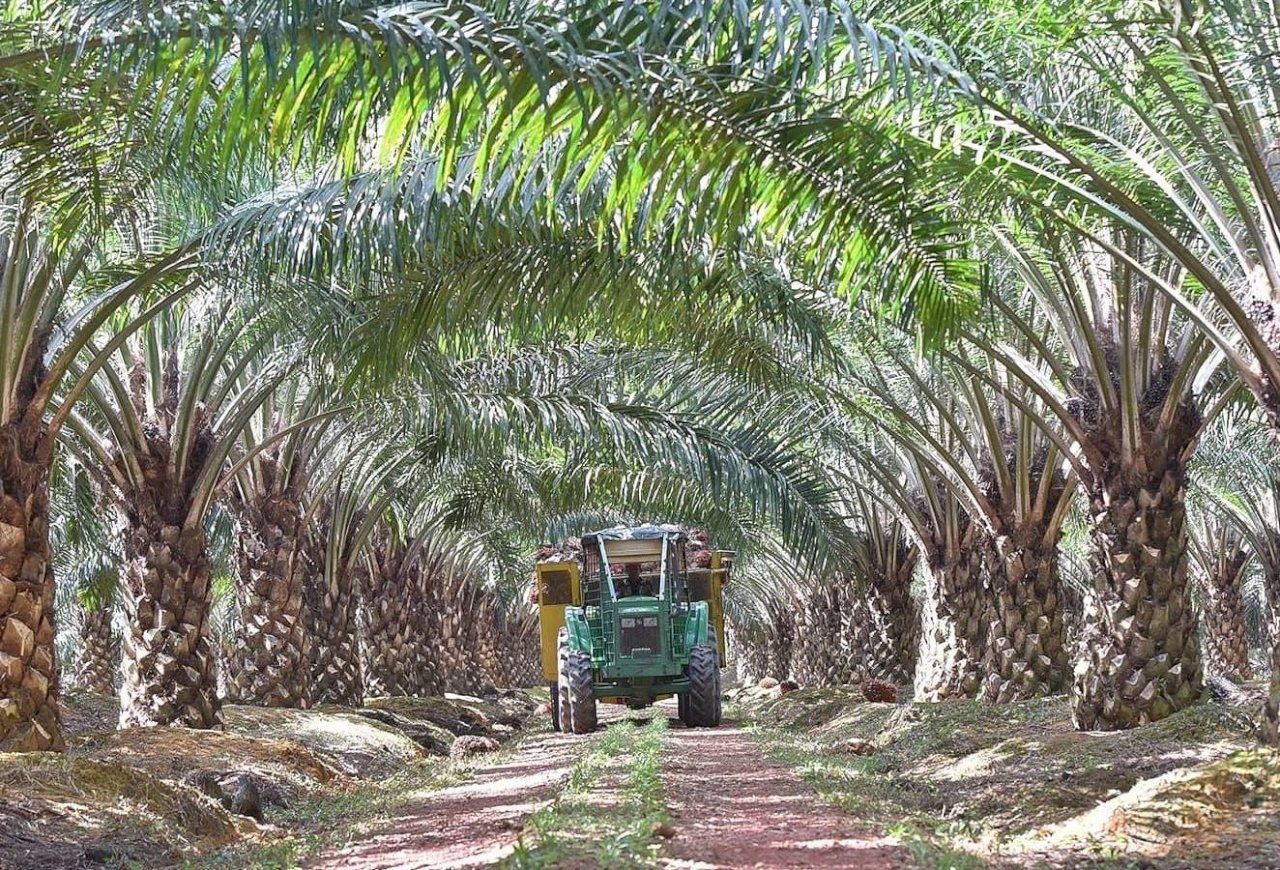 疫情大流行後 大馬棕櫚油公司接受第一批移工