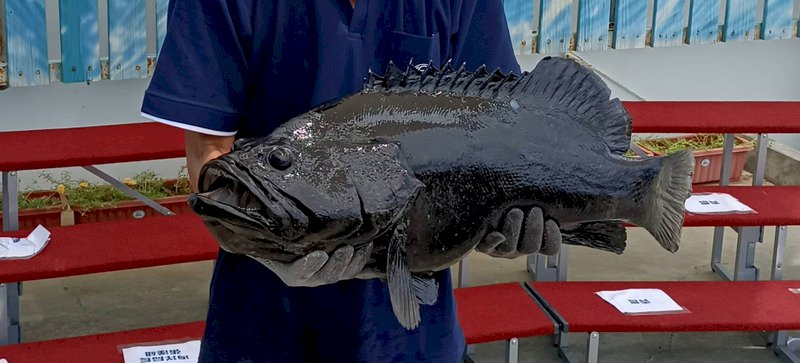 國台辦再批石斑魚 農委會：13日後已無活魚輸中
