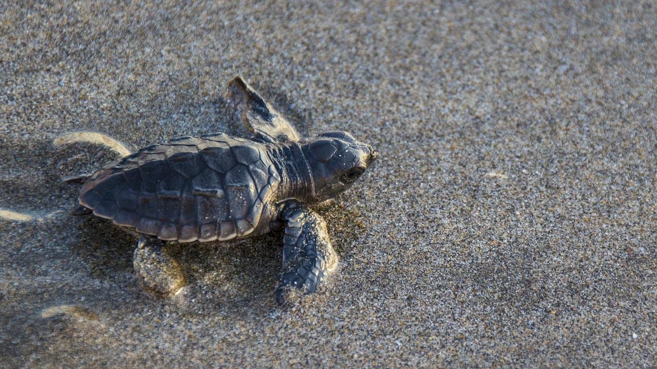 氣候變遷致佛州海龜性別比例失衡 4年來新生僅母龜