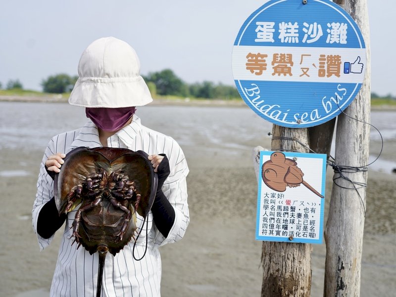 嘉義縣文化觀光局推團體旅遊,邀請遊客到沿海遊玩,可搭乘「布袋海上巴士」搶灘無人島、超酷蛋糕沙灘和觀賞4億年活化石鱟。(嘉義縣文觀局提供)中央社記者蔡智明傳真 111年8月5日 (圖:中央社) 嘉義縣文化觀光局推團體旅遊,邀請遊客到沿海遊玩,可搭乘「布袋海上巴士」搶灘無人島、超酷蛋糕沙灘和觀賞4億年活化石鱟。(嘉義縣文觀局提供)中央社記者蔡智明傳真 111年8月5日 (圖:中央社)
