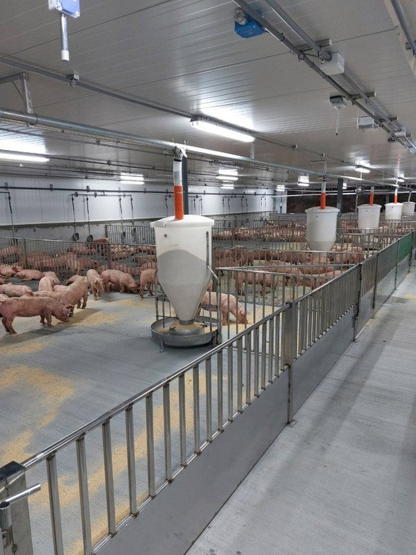 台糖豬肉檢出瘦肉精 防檢署：來源場均陰性 擴大採檢台糖13處畜殖場