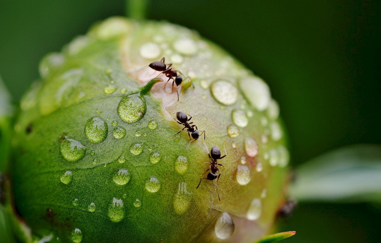 研究：全球螞蟻總數至少2萬兆 超過1萬5千品種