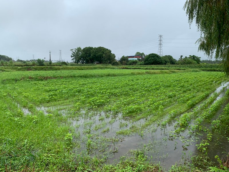 颱風尼莎農損逾2000萬 農委會公告大豆青蒜救助