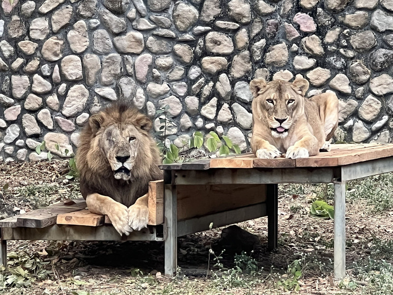 被酸動物養老院 壽山動物園：彰顯生命教育意義