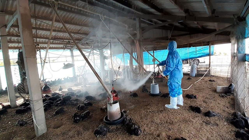 雲林土雞場確診禽流感  撲殺2.2萬隻土雞