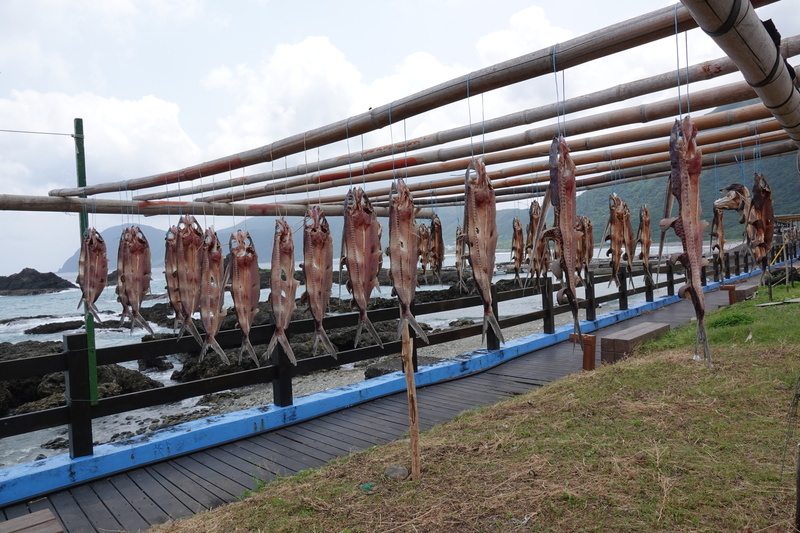 綠島特產-飛魚怎麼吃 如何捕抓?  海底溫泉去哪裡泡?
