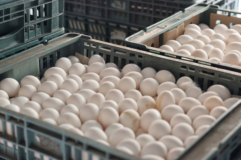 飼料漲種雞貴 蛋價漲但農民利潤未較高