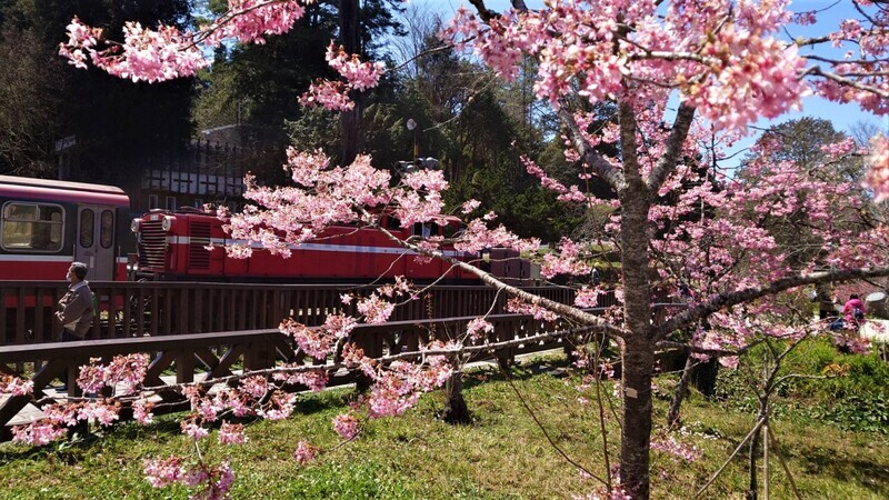 阿里山花季即日起至4月10日結束，近3000株、31種櫻花樹正輪流綻放。中央社記者蔡智明攝  112年3月13日 (圖：中央社)