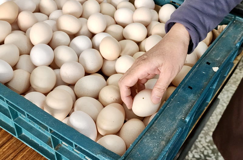 蛋續維持產地價不調整 養雞協會：有壓力不敢漲