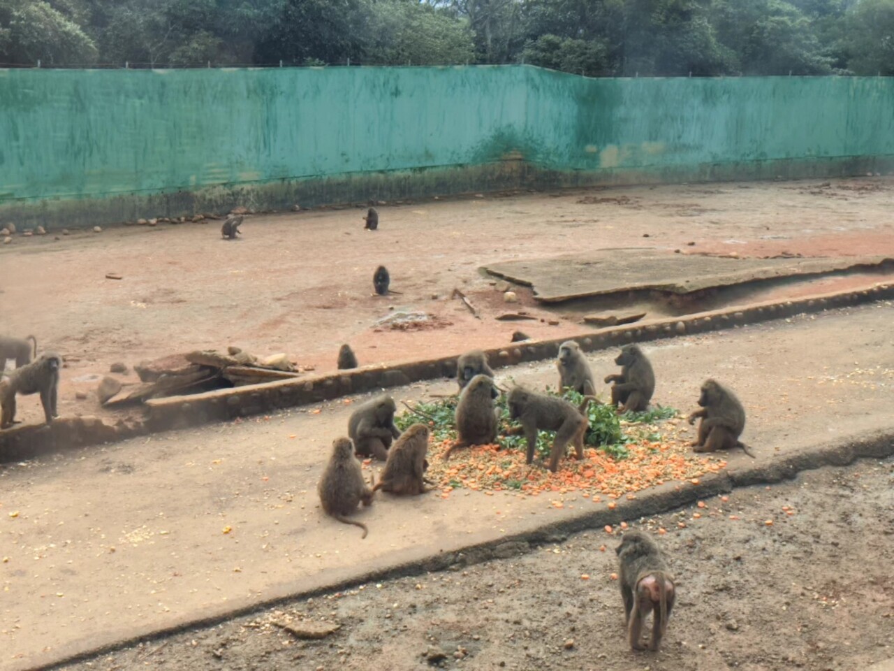 林務局：六福村狒狒須全植入晶片 月內改善防逃設施