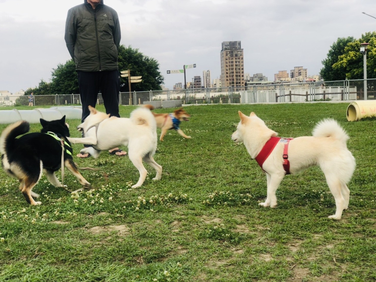 動保法草案28日預告 強化飼主課責等4面向