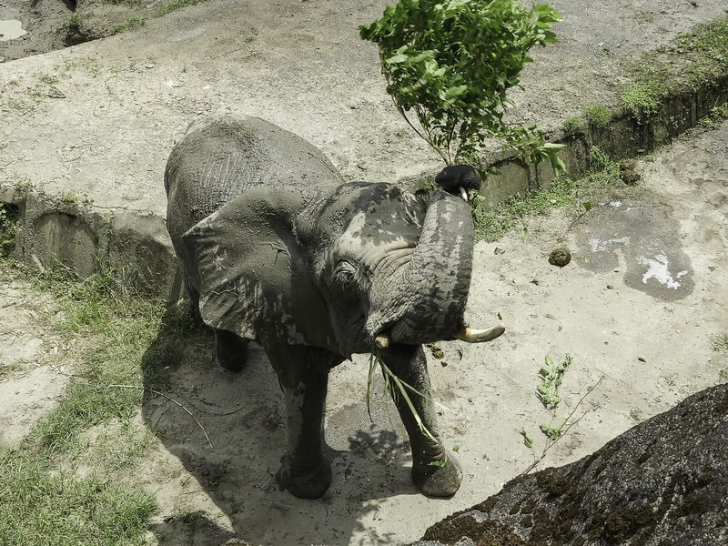 台北市立動物園25日透過新聞稿宣布,6月12日到21日年度檢修,不對外開放,希望遊客多包涵。圖為非洲象。(台北市立動物園提供)中央社 112年5月25日 (圖:中央社) 台北市立動物園25日透過新聞稿宣布,6月12日到21日年度檢修,不對外開放,希望遊客多包涵。圖為非洲象。(台北市立動物園提供)中央社 112年5月25日 (圖:中央社)