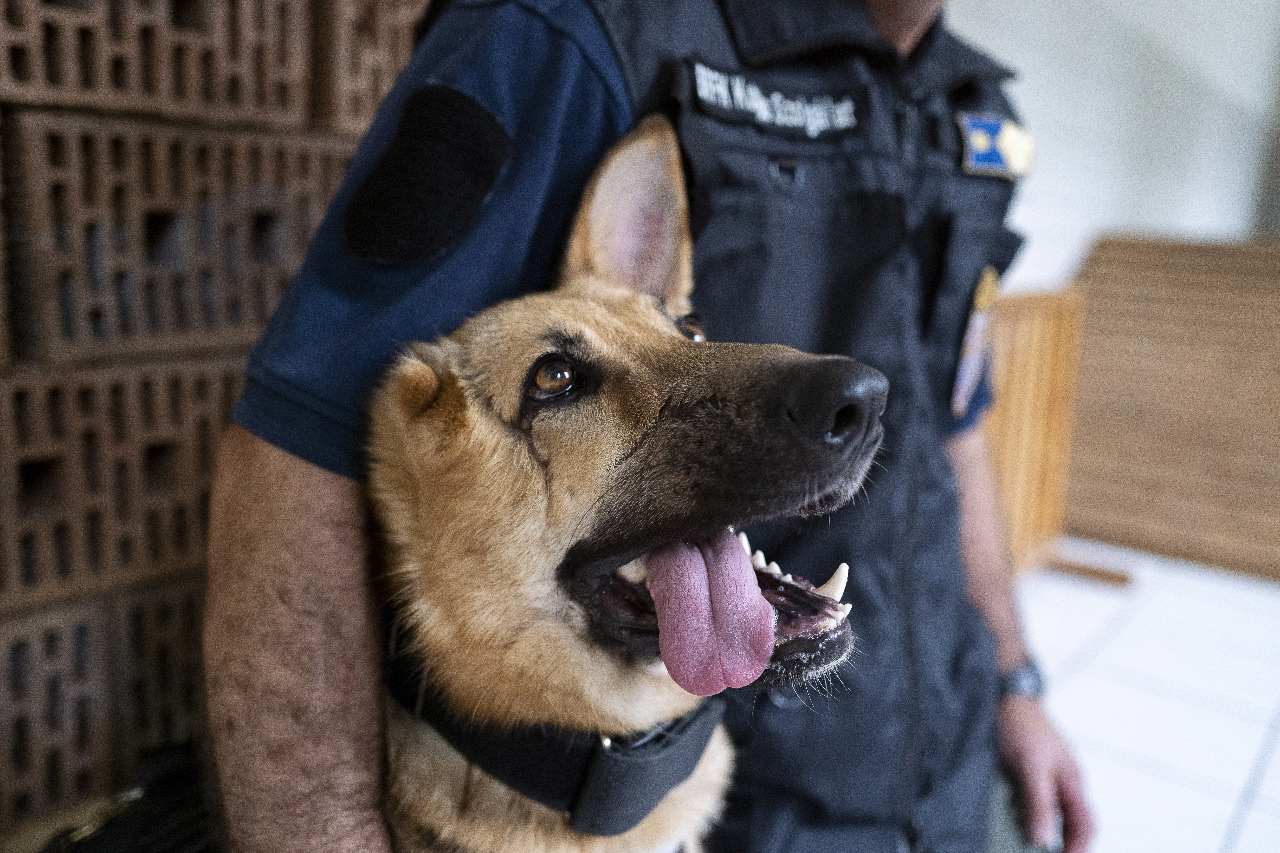 俄烏戰爭重傷 德國牧羊犬藍波警局展開新生