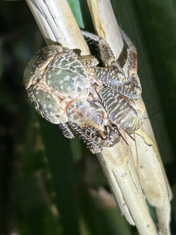 綠島發現野生椰子蟹家族  為台灣首筆紀錄