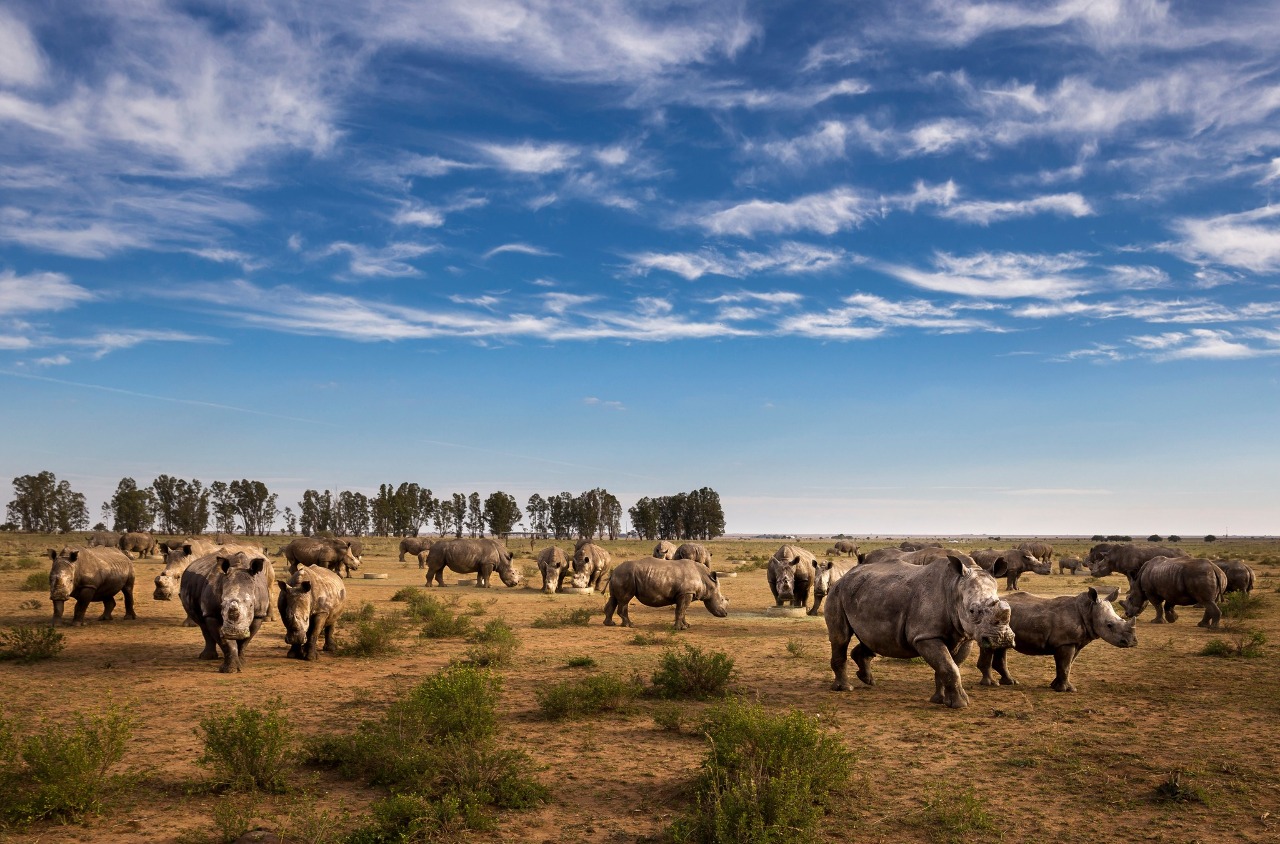 NGO南非公園買下世界最大犀牛保育農場