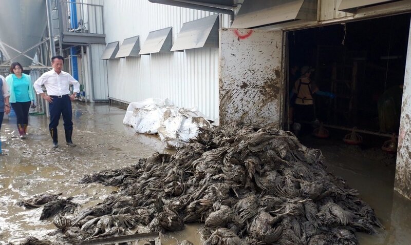 暴雨重創嘉義縣農畜業 蛋雞業者、木瓜農損失慘