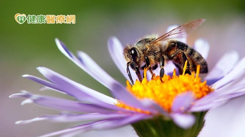 9月蜂螫傷好發季　如何避免蜂螫？被螫傷怎麼辦？