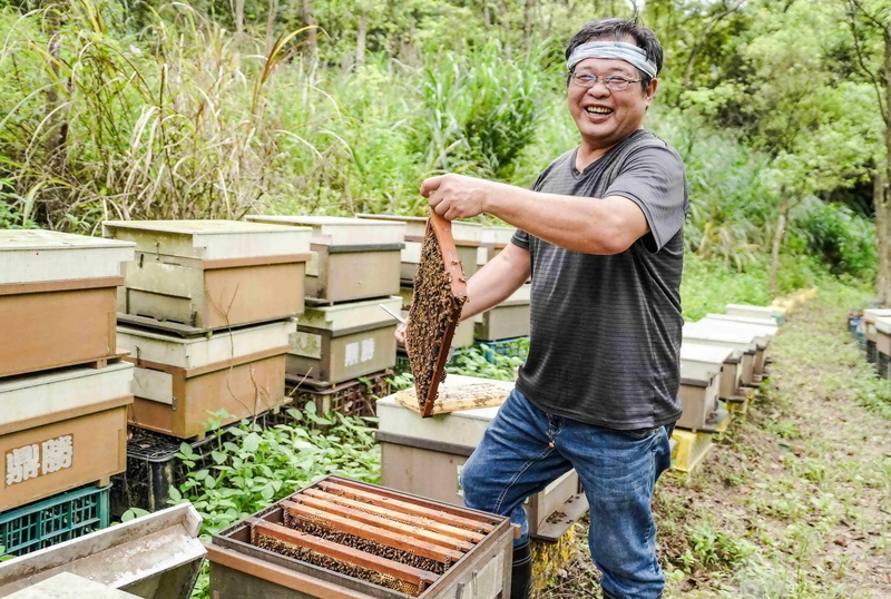 台灣野蜂的林下蜜