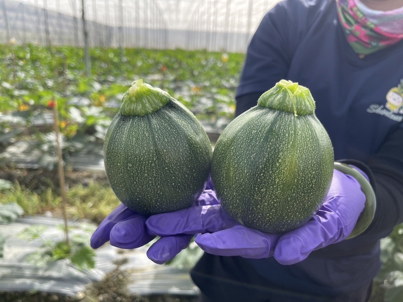 義式料理中經常出現的食材「櫛瓜」印象中是長條形,近期台東鹿野鄉青農栽種的櫛瓜是圓形,這種俗稱綠球的圓櫛瓜,造型可愛像小南瓜,口感清甜、風味佳。(民眾提供)中央社記者李先鳳傳真 112年11月21日 (圖:中央社) 義式料理中經常出現的食材「櫛瓜」印象中是長條形,近期台東鹿野鄉青農栽種的櫛瓜是圓形,這種俗稱綠球的圓櫛瓜,造型可愛像小南瓜,口感清甜、風味佳。(民眾提供)中央社記者李先鳳傳真 112年11月21日 (圖:中央社)
