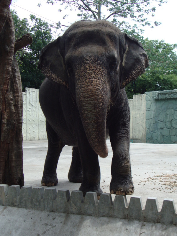 全球最孤獨大象馬麗去世 菲律賓網友悼念