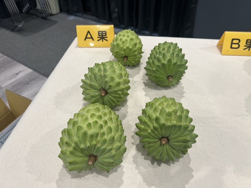 台東釋迦銷中 防檢署：檢疫不鎖定對象、核發5批