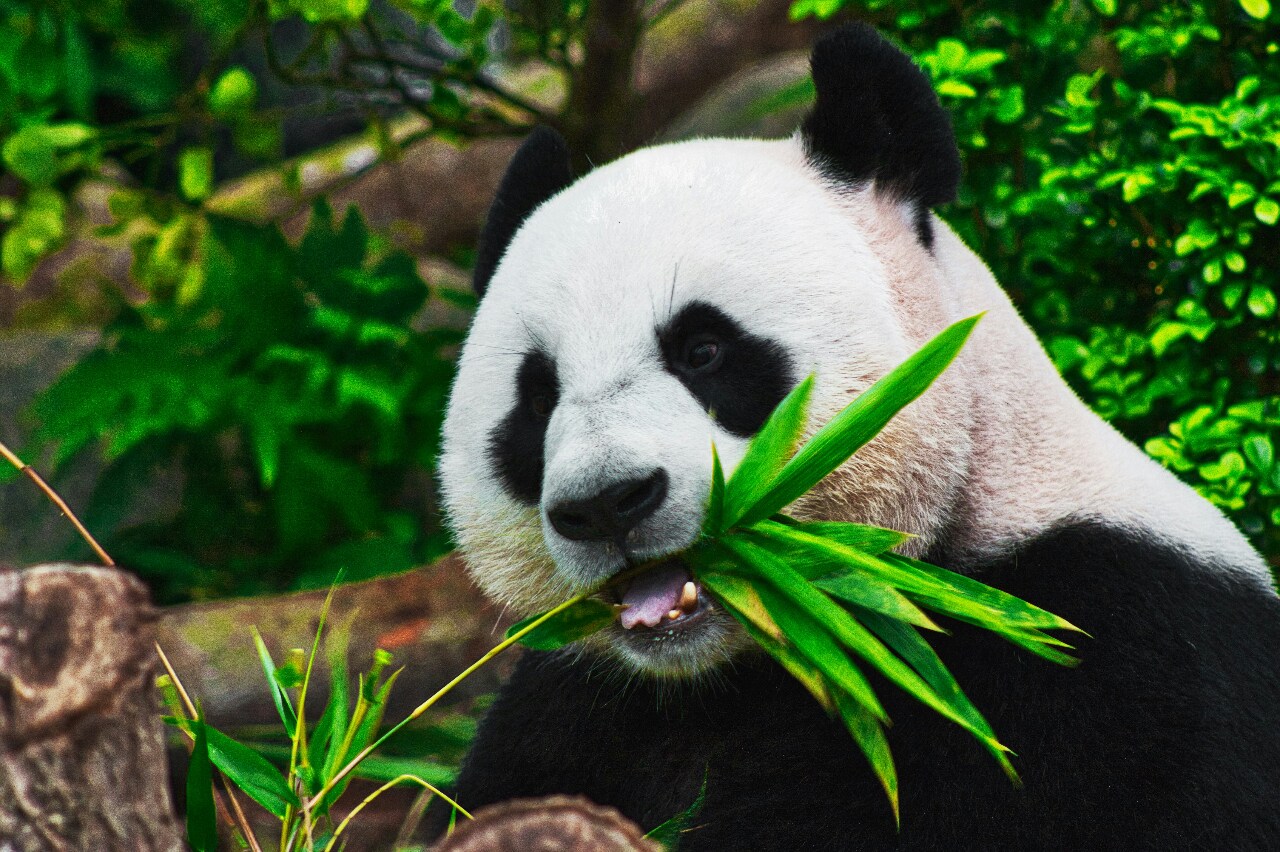 拜習會後美中關係回穩 熊貓外交成觀察指標