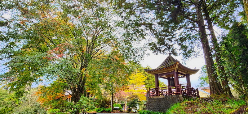 阿里山慈雲寺銀杏與一旁的鐘樓、青楓，是很多人喜愛拍照的景點，因為暖冬的關係，青楓目前仍是滿樹翠綠帶微黃的景象，尚未轉紅。（林業及自然保育署嘉義分署提供）中央社記者蔡智明傳真  112年12月6日 (圖：中央社)