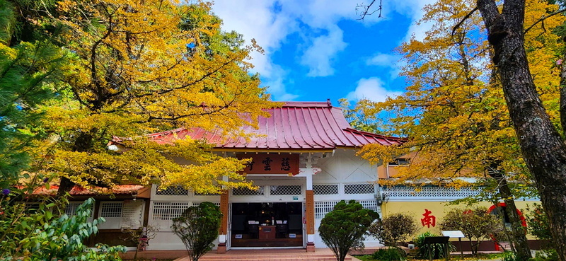 阿里山國家森林遊樂區慈雲寺前的2株銀杏葉轉黃，目前9成葉子已呈金黃色，是最佳欣賞的時期。（林業及自然保育署嘉義分署提供）中央社記者蔡智明傳真  112年12月6日 (圖：中央社)