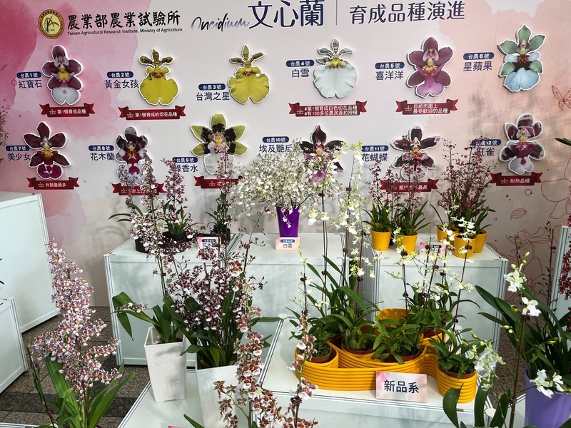 拓展台灣文心蘭外銷商機 花苗帶介質將嘗試輸歐美