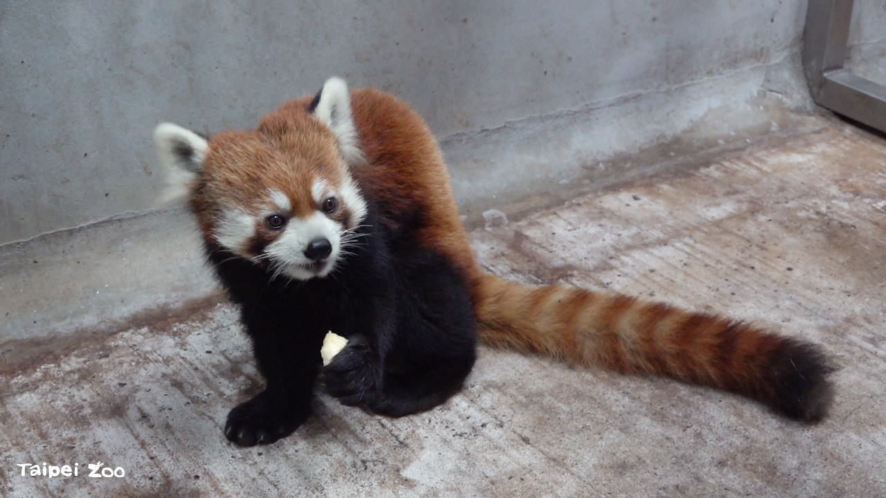 北市動物園迎新嬌客 日本小貓熊「未來」抵台 4月亮相