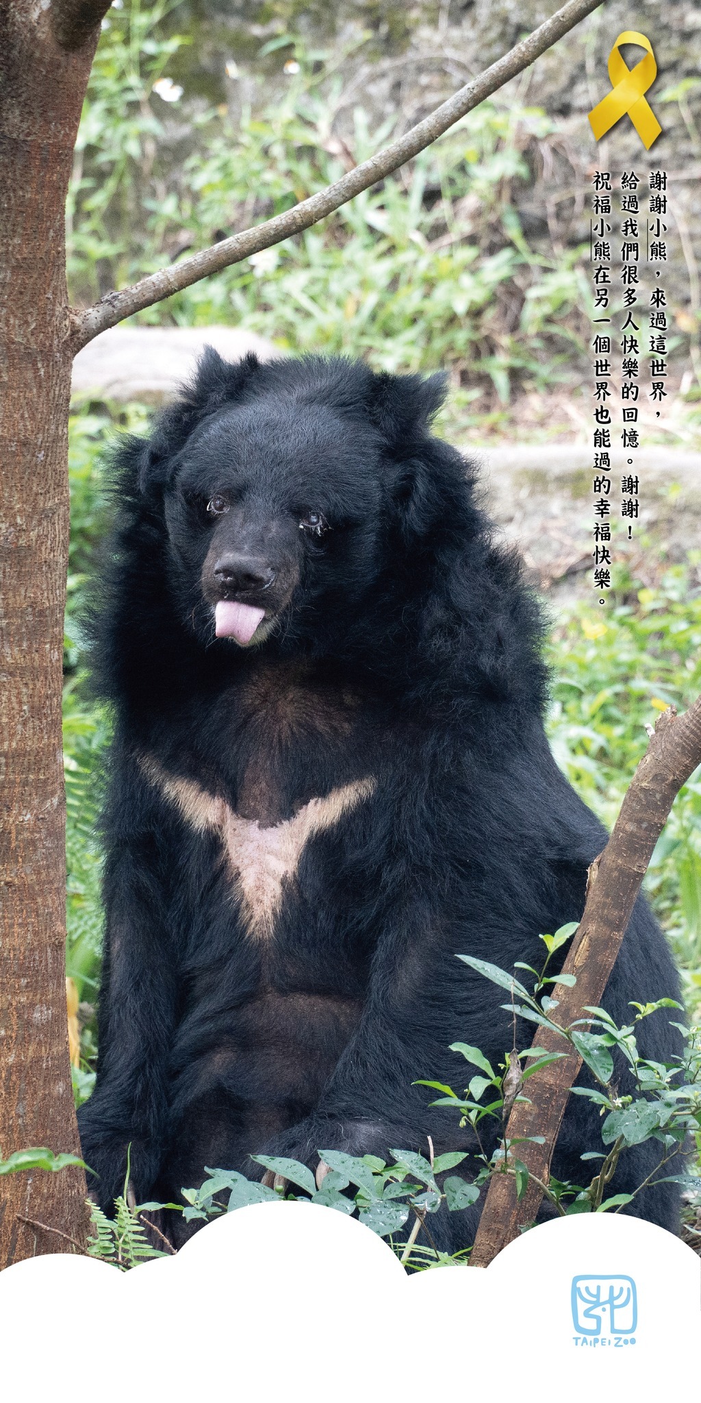 動物園界最年長黑熊  北市動物園34歲「小熊」辭世