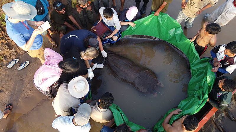 湄公河危機 研究顯示2成魚類有滅絕風險