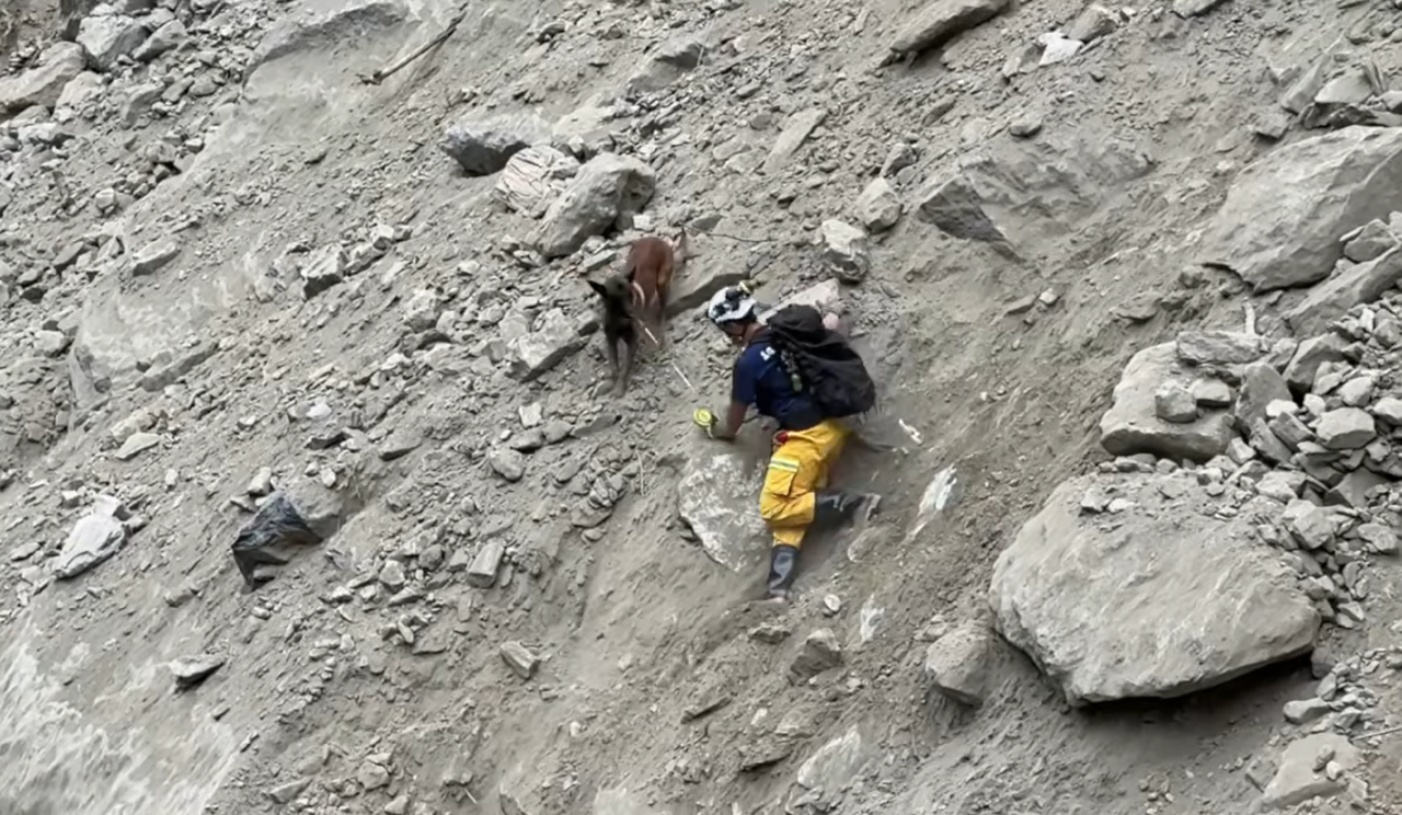 花蓮強震／特搜隊牽搜救犬爬陡坡穿梭巨石堆 民眾盛讚英雄