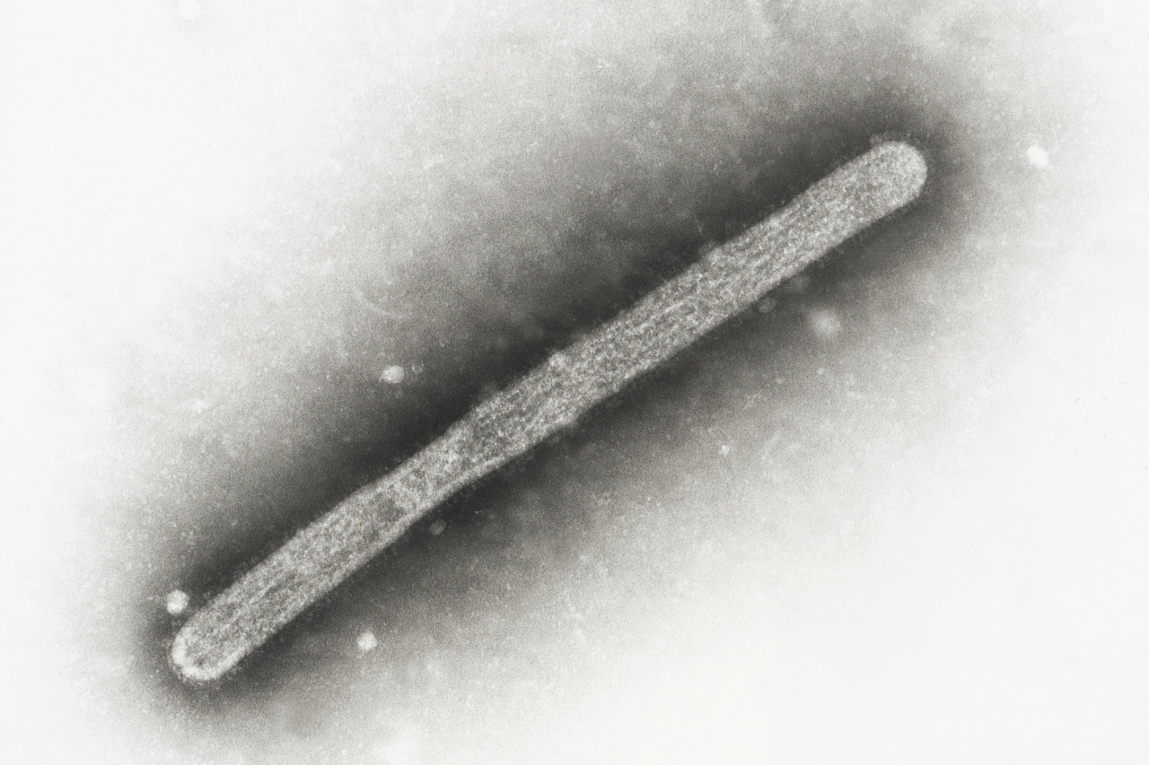 一起聽世界／H5N1病毒持續跨物種傳播  最新案例是羊