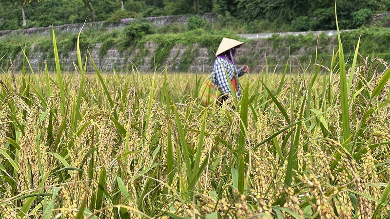 農保資格清查  農業部：僅限未滿65歲者