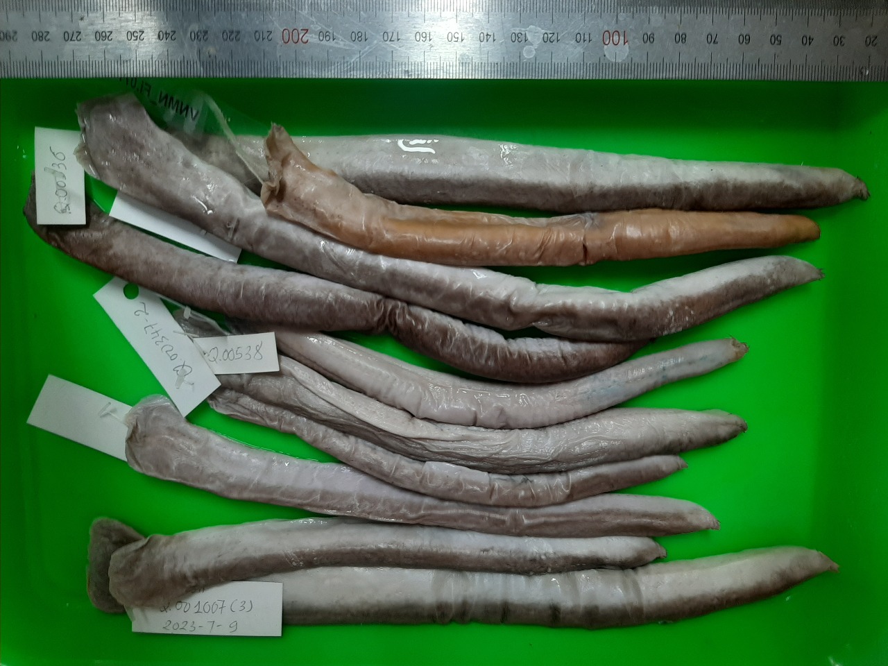 看不見的魚