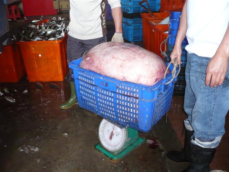 Mola Mola寶島曼波