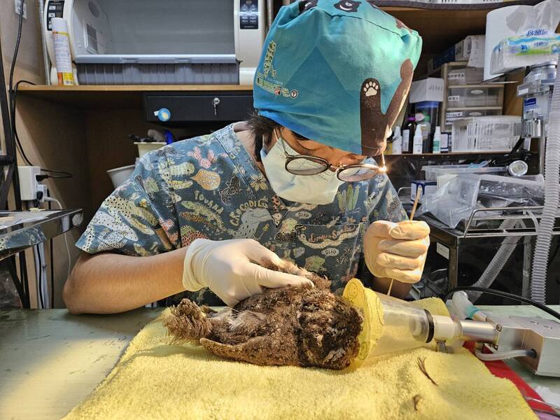 鳥類「窗殺」危機四伏，救傷地圖揭示救援熱點